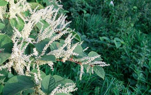 Resveratrol Resveratrol